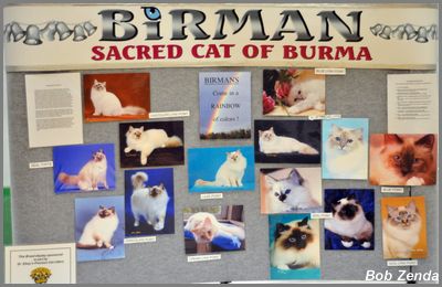 Birman Display 1